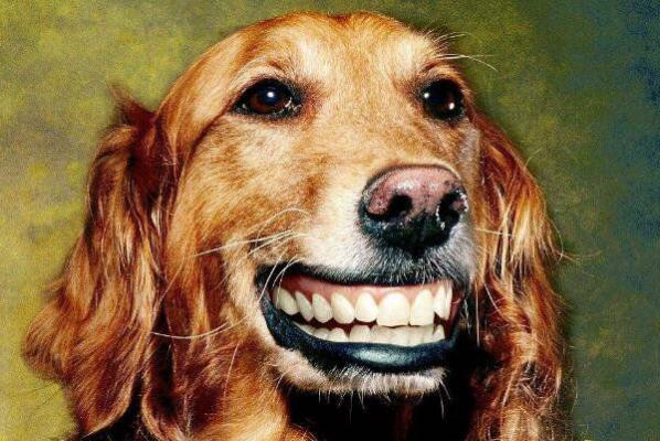 微笑狗图片 吓人原图图片
