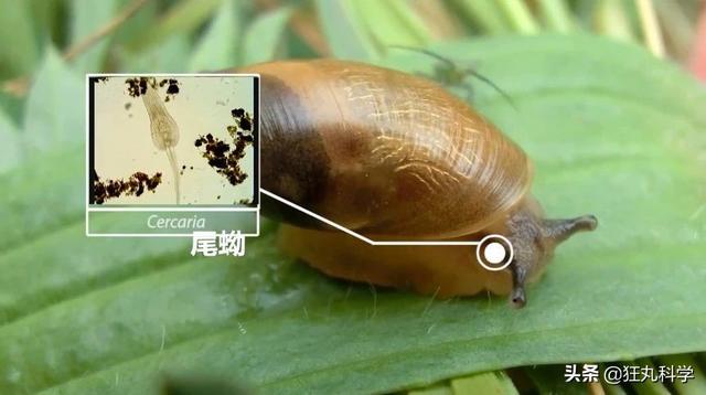 彩蚴吸虫/僵尸蜗牛图片