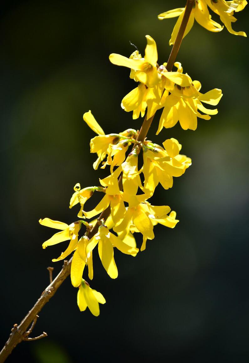 迎春花有几种品种图片图片