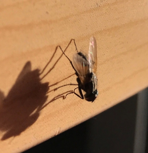 常见飞行动物苍蝇、知了、蚊子、蝴蝶、蜻蜓的幼虫叫什么？