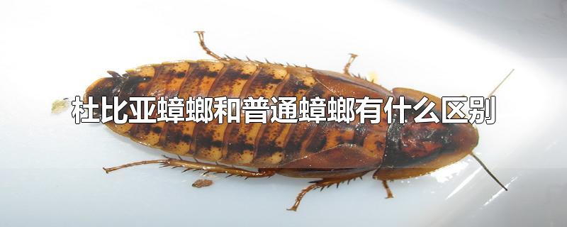 杜比亚蟑螂和普通蟑螂有什么区别